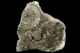 Polished Fossil Goniatite Cluster - Germany #125438-1
